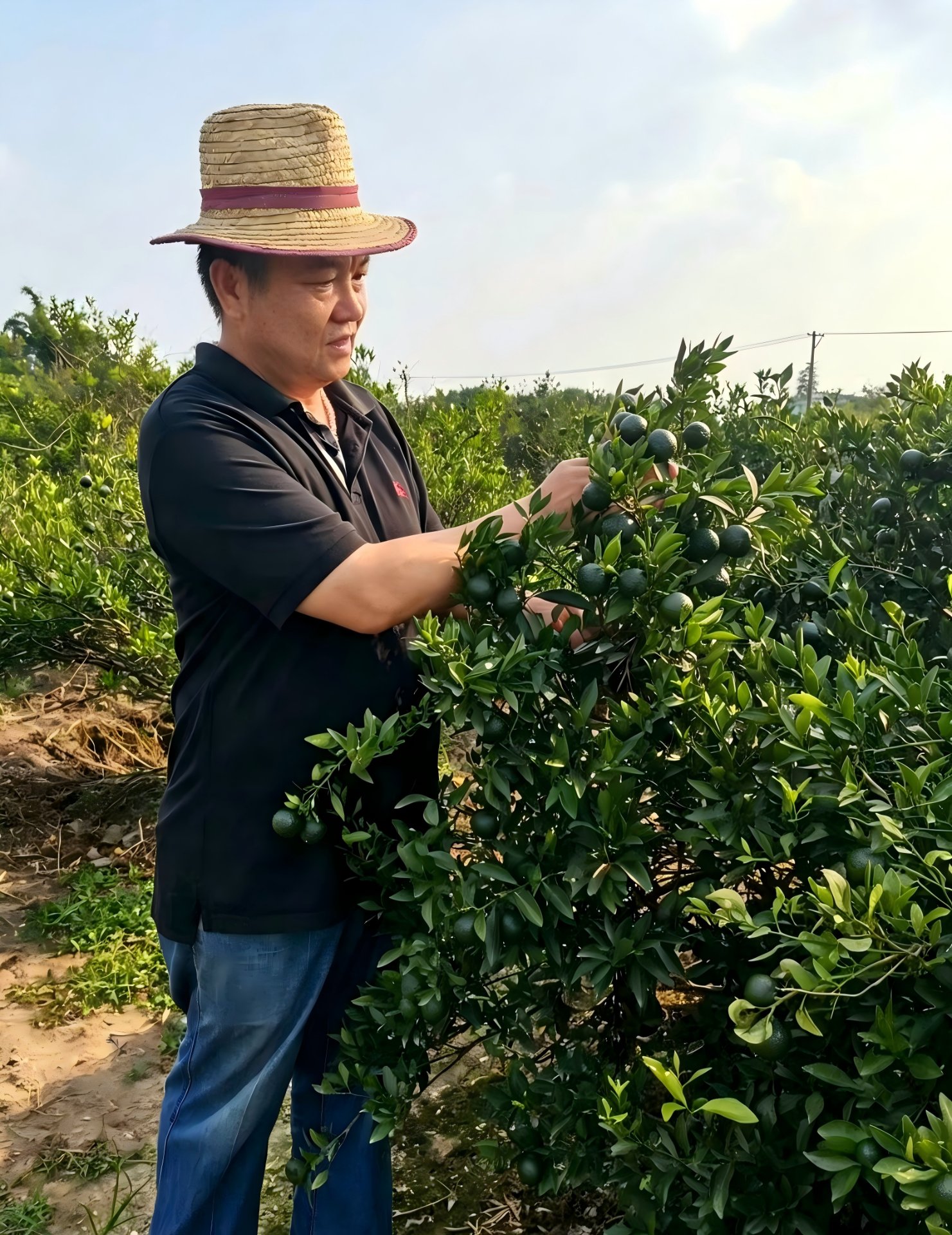宝林轩创始人 林静波